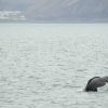 Sperm whale in front of Olafsvik