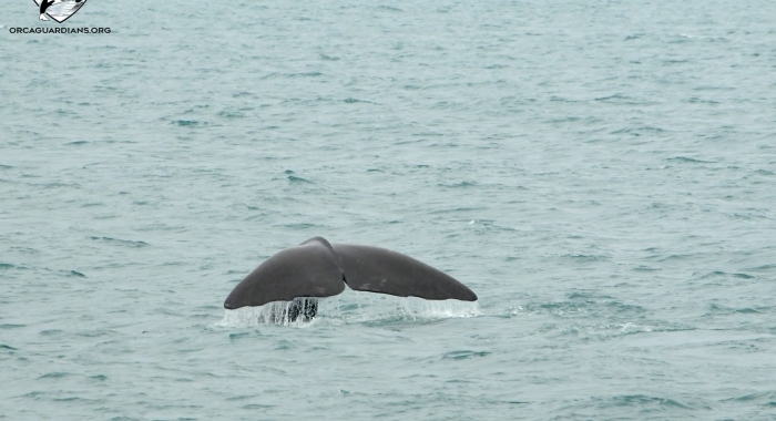 Sperm whale tail