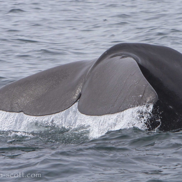 Sperm whale tail, Olafsvik, whale watching, Laki Tours, west Iceland, Snaefellsnes,