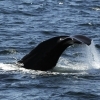 Sperm whale tail
