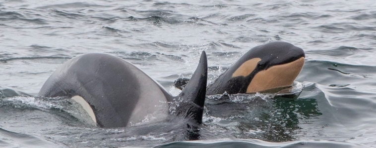 Walbeobachtung Island – Wale in Island – Tipps für Whale Watching in Island
