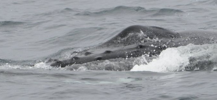 Snaefellsnes Whale Watching December 27, 2019