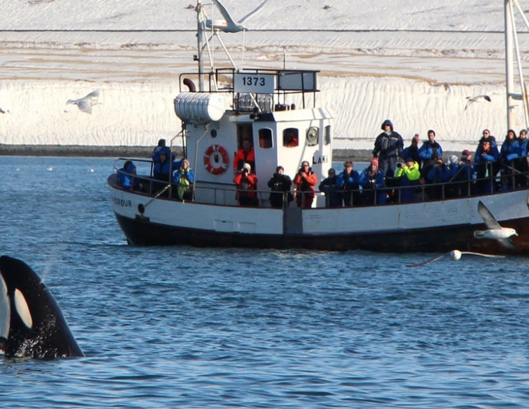 Why You Need to Take a Boat Tour in Snaefellsnes