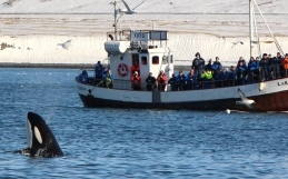 Why You Need to Take a Boat Tour in Snaefellsnes