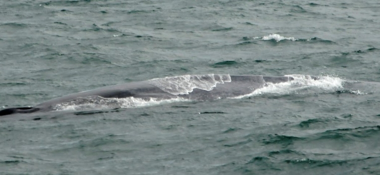 The largest animal in the world off Snæfellsnes