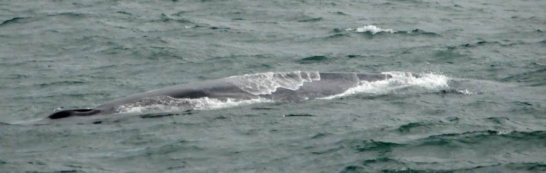The largest animal in the world off Snæfellsnes