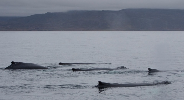 holmavik whale watching september