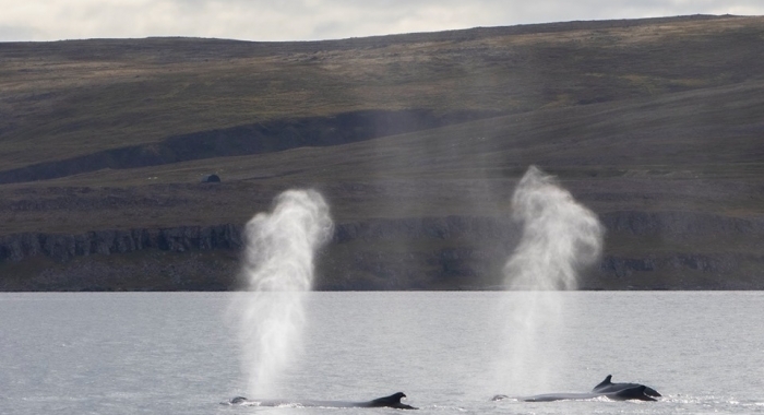 holmavik whales september