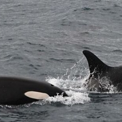 Orca Watching Snaefellsnes in March – Amazing Sightings on March 22, 2019