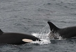 Orca Watching Snaefellsnes in March – Amazing Sightings on March 22, 2019