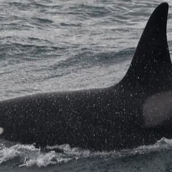 Orca Watching Snaefellsnes March 31, 2019