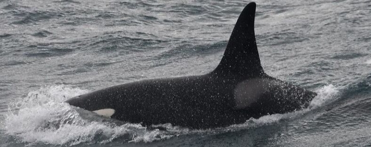 Orca Watching Snaefellsnes March 31, 2019