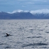 iceland whale watching december
