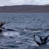 iceland whale watching in september