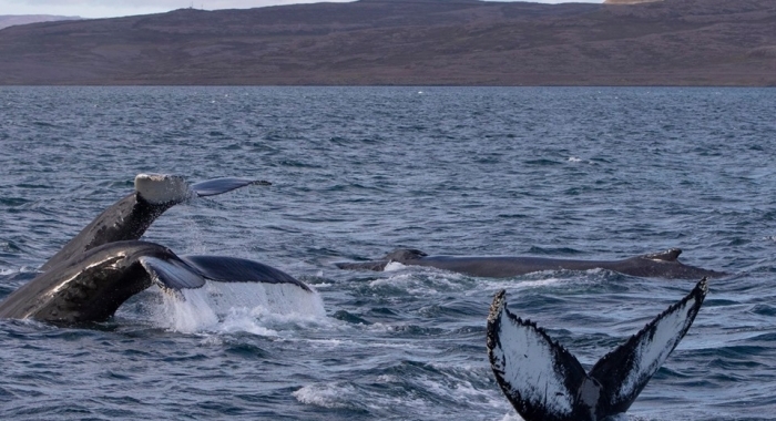 iceland whale watching in september