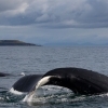 iceland whale watching september