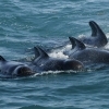 long-finned pilot whales