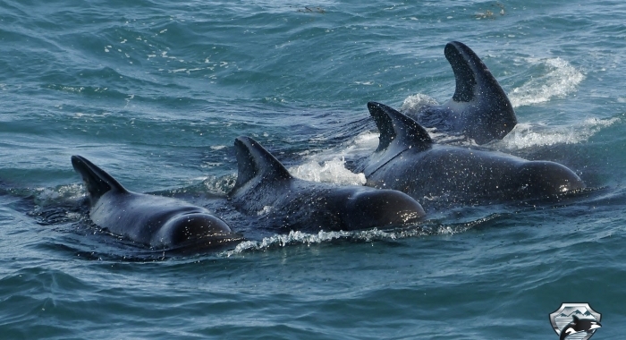 long-finned pilot whales