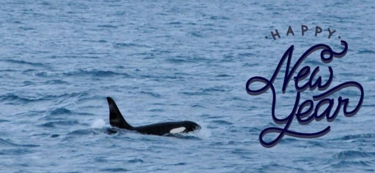 New Year in Iceland – Welcome 2019 with ORCAS