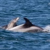 olafsvik whale watching in september