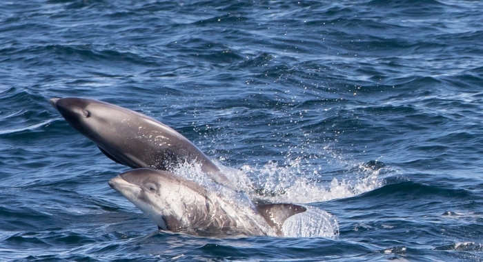 olafsvik whale watching in september