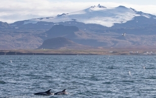 Whale Watching in Snaefellsnes
