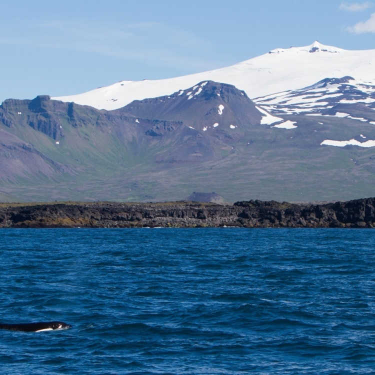 orca and glacier