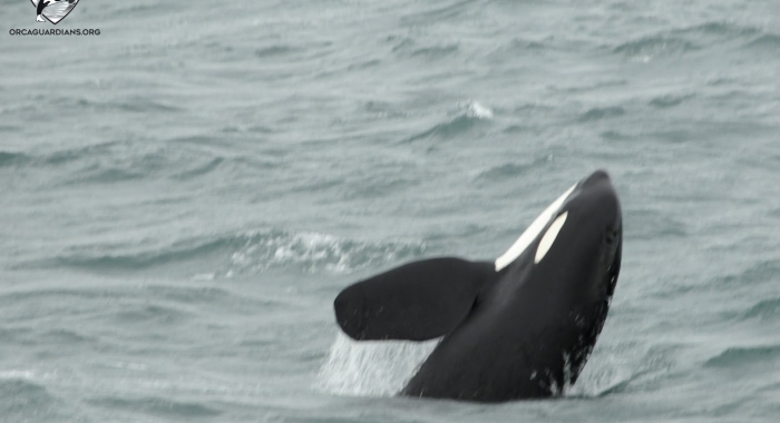 orca breach