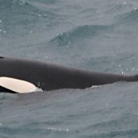 Orca Watching Iceland in March – Report from March 25, 2019