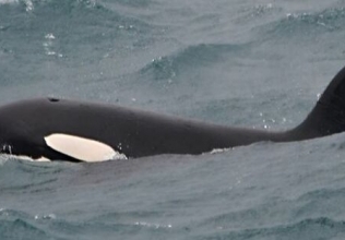 Orca Watching Iceland in March – Report from March 25, 2019