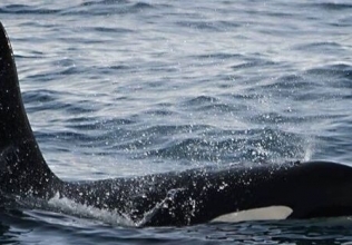 Orca Watching Iceland March 24, 2019