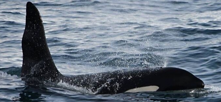Orca Watching Iceland March 24, 2019