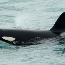 Social orcas in Snæfellsnes and humpback breach in Hólmavík