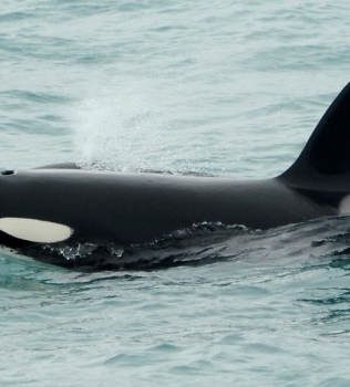 Social orcas in Snæfellsnes and humpback breach in Hólmavík