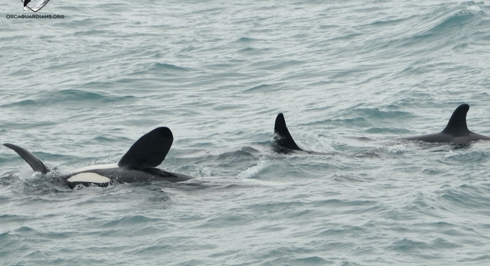 orcas socialising