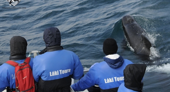 people and pilot whale