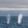 september whale watching iceland