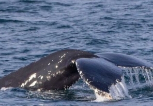 Snaefellsnes Whale Watching September 26, 2019