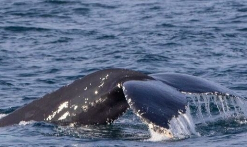Snaefellsnes Whale Watching September 26, 2019