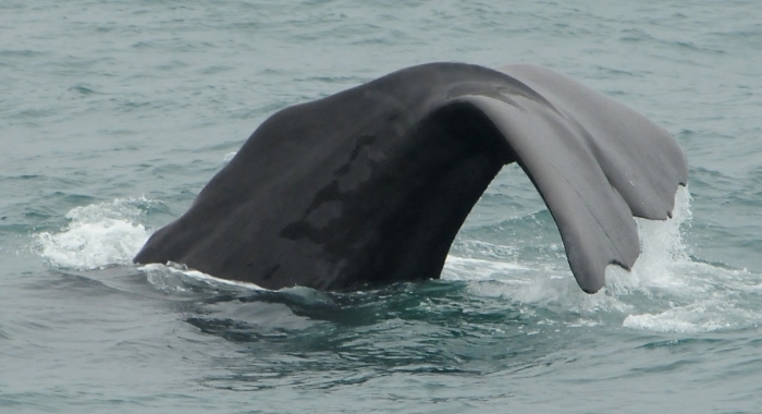sperm whale fluke
