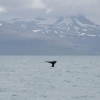 sperm whale fluke and mountains