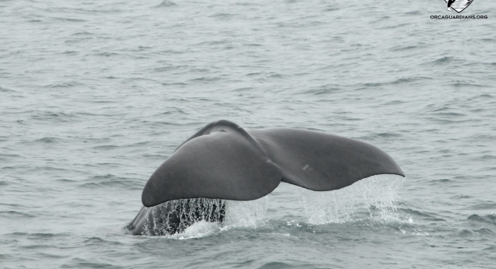 sperm whales in iceland