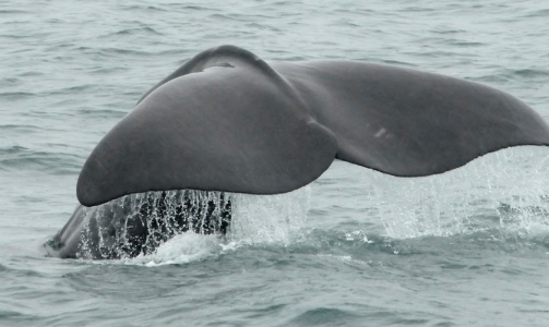 Humpbacks, orcas, sperm and Minke whales!