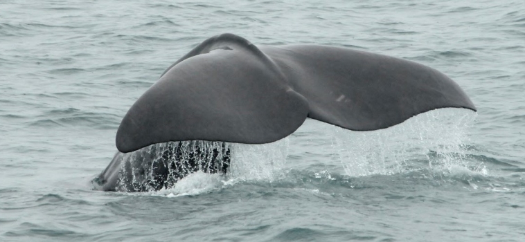 Humpbacks, orcas, sperm and Minke whales!
