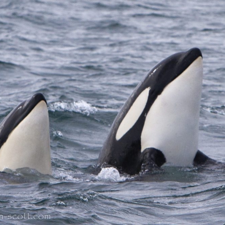 spyhopping orcas