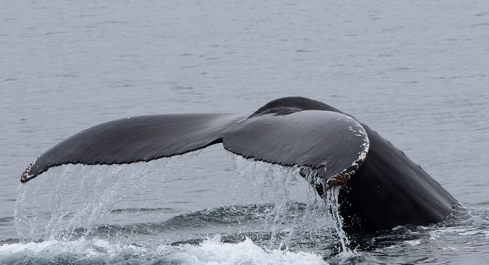 westfjords humback whales september