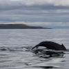 whale watching Holmavik in September