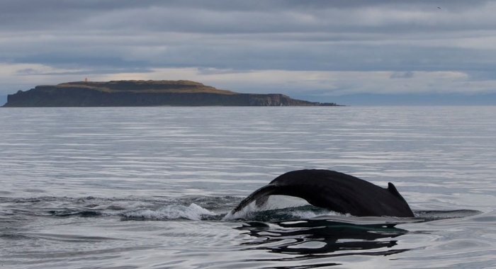 whale watching Holmavik in September