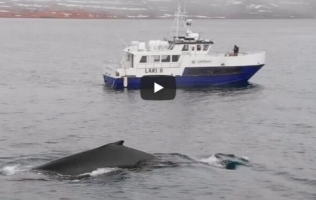 Video – Wale beobachten Westfjorde – Buckelwale Island