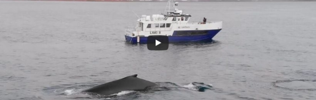 Video: Whale Watching in the Westfjords – A Unique Encounter in November